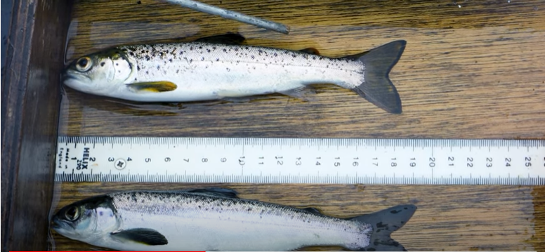 Tagging and track Salmon and Sea trout – video links - COMPASS Project Blog Article