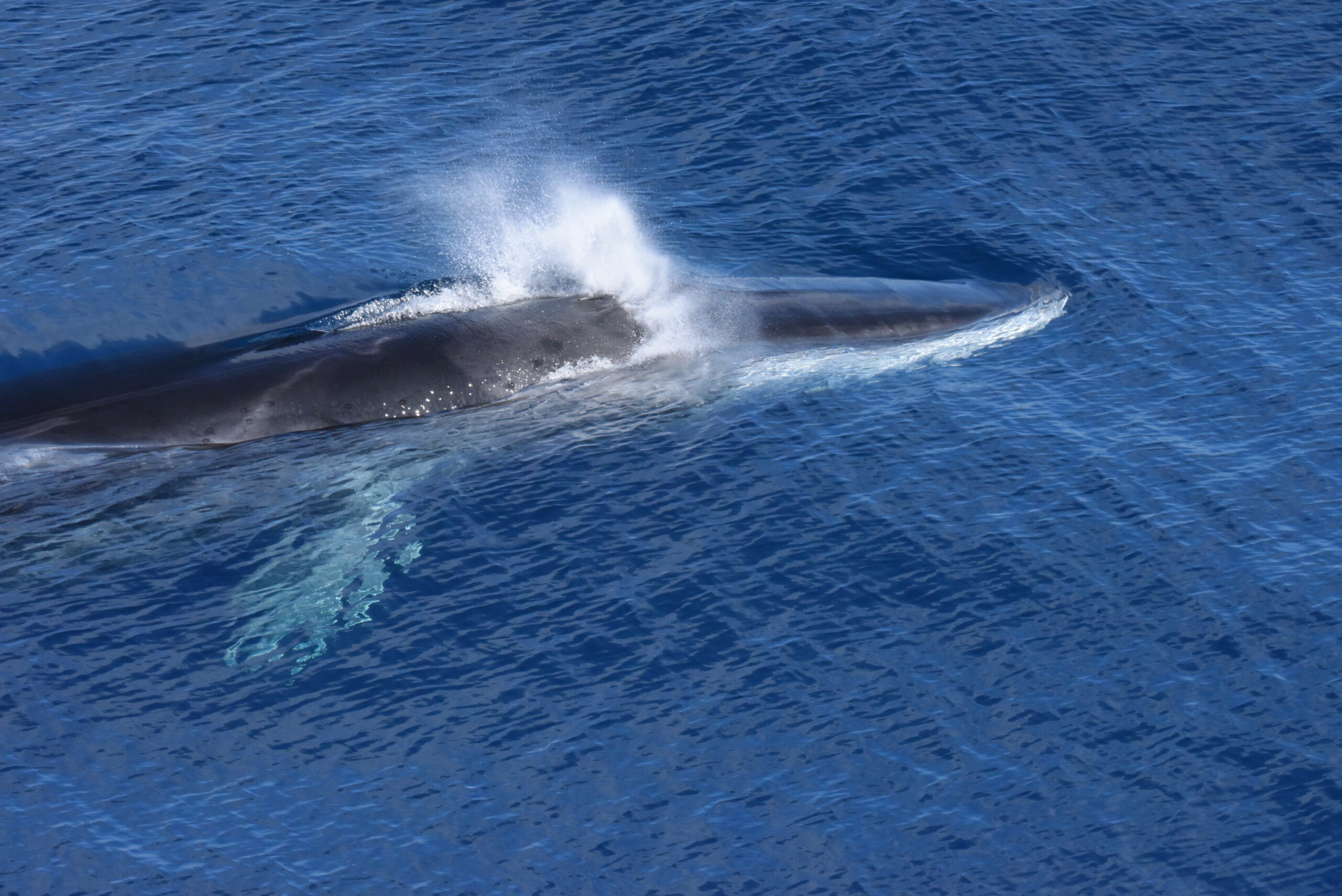 Historic whaling in Scottish waters and use of data for future protection - COMPASS Project Blog Article
